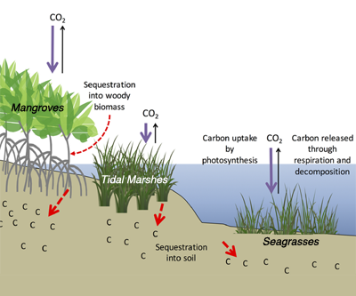 Forest Diagram Carbon Sinks Wiring Diagram