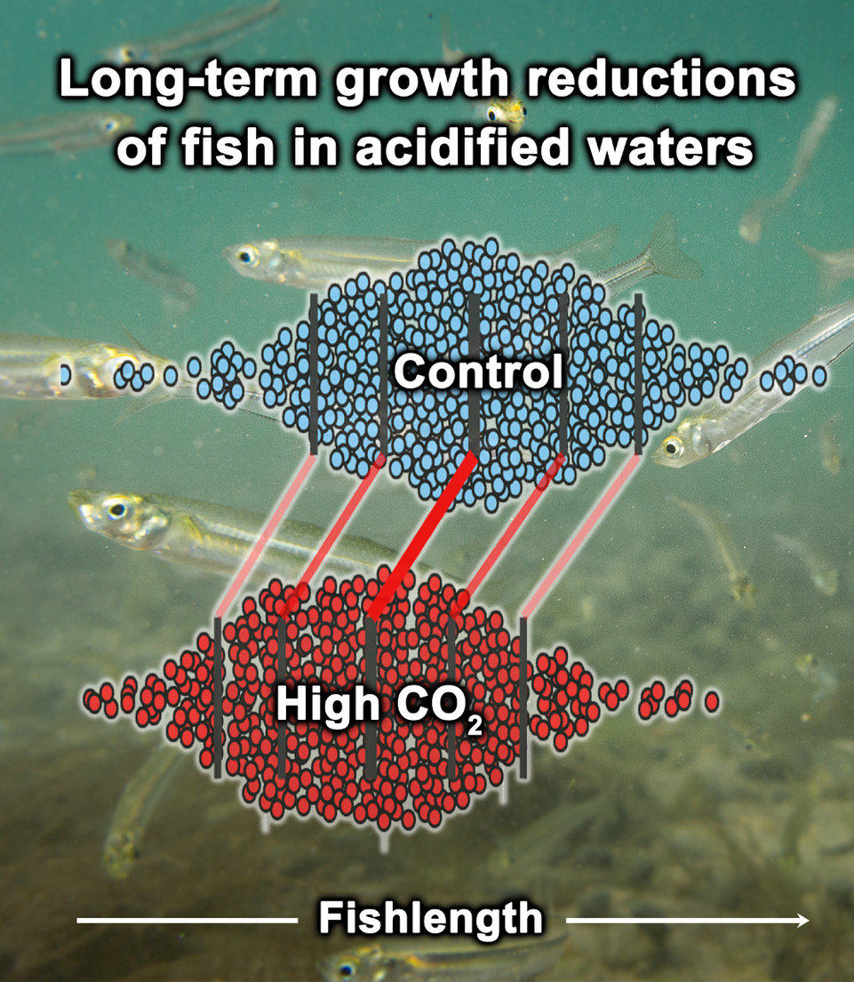 Does ocean acidification make marine fish grow differently? What about ...