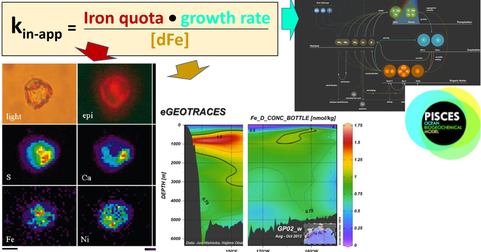 Figure 1: The new bioavailability proxy (an uptake rate constant-kin-app) was calculated for ~1000 single cells from multiple ocean regions. For each cell, the iron quota was measured with synchrotron x-ray fluorescence (left panel), a growth rate was estimated from the PISCES model for the corresponding phytoplankton group (right panel), and the dissolved Fe concentration was measured concurrently (middle panel).