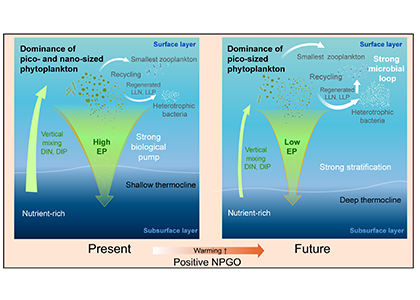 Enhanced North Pacific subtropical gyre circulation during the late  Holocene