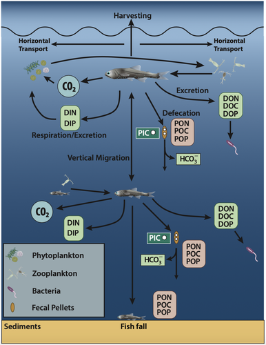 Fig. 1. Conceptual diagram highlighting the mechanisms by which fishes contribute to the biological carbon pump and nutrient cycling. Arrows between different types of organisms infer predation from a prey item to a predator (arrow pointing to the predator; e.g., zooplankton feeding on phytoplankton in the upper water column, myctophids feeding on zooplankton in the upper water column, myctophid feeding on zooplankton and small fishes in mid-water). From Saba et al. (2021).