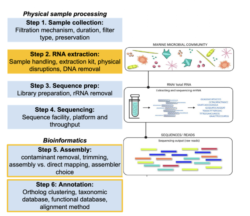 Fig. 2. Overview of the metatranscriptomic collection and analysis process. Our intercalibration exercise focuses on the steps highlighted in orange (extraction and bioinformatic analyses). Briefly, each participant was assigned at least two filter slices that will be used to test various comparisons. The intercomparison will begin at Step 2: RNA extraction, given that samples have already been collected using in-situ McLane pumps in Summer 2023 (see Fig. 1). We will also test the effects of poly-adenylated tail selection vs. rRNA depletion, with Andrew Allen (Scripps/JCVI) performing riboPOOL RNA depletions and the Columbia Genome Center performing the Ribozero protocol (Step 3: Sequence prep). Other participants will compare different sequencing facilities by sending one sample to the Columbia Genome Center (funded by H. Alexander), and the other to a lab-preferred sequencing center (e.g., University of Washington, Genewiz; self-funded) (Step 4: Sequencing). After sequences are obtained, all samples will be pooled and used with a consistent pipeline (Krinos et al. 2022) to determine the effects of Steps 1-4. In addition, users will be asked to process a designated sample using their own computational procedure to isolate sources of variation in the bioinformatic steps (Steps 5 &amp; 6).