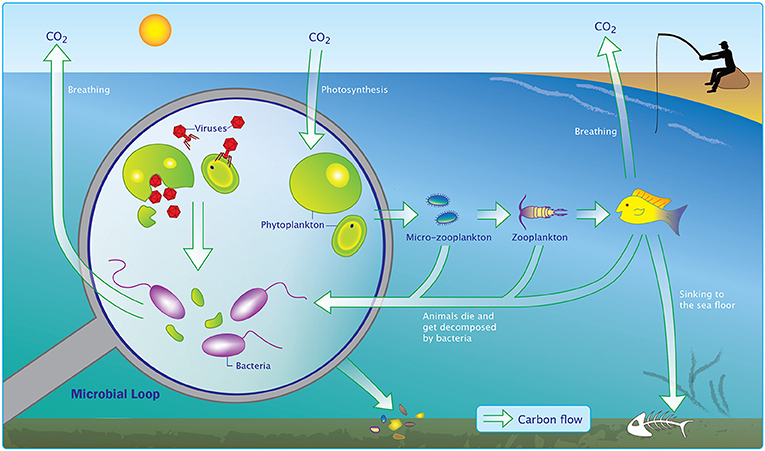 Impacts of viruses on the marine carbon cycle (Avrani S and Sher D (2021) Viruses—Agents of Change in the Oceans. Front. Young Minds. 9:569372. doi: 10.3389/frym.2021.569372)