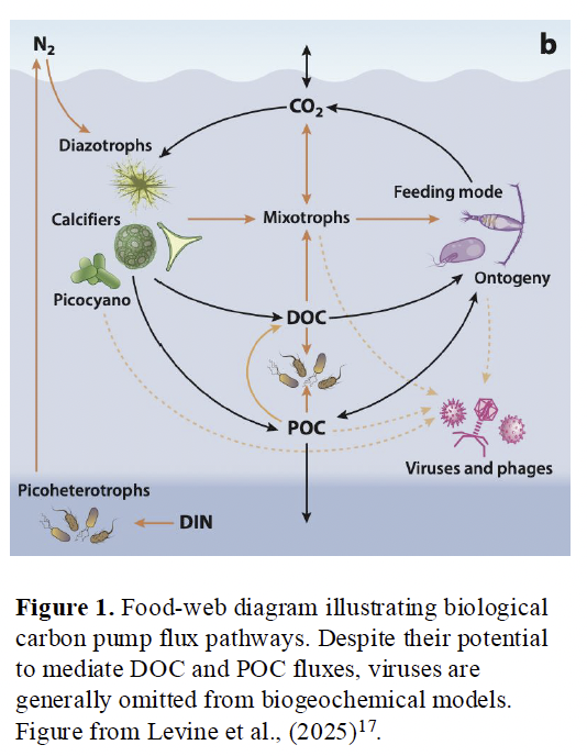 Marine viruses fig