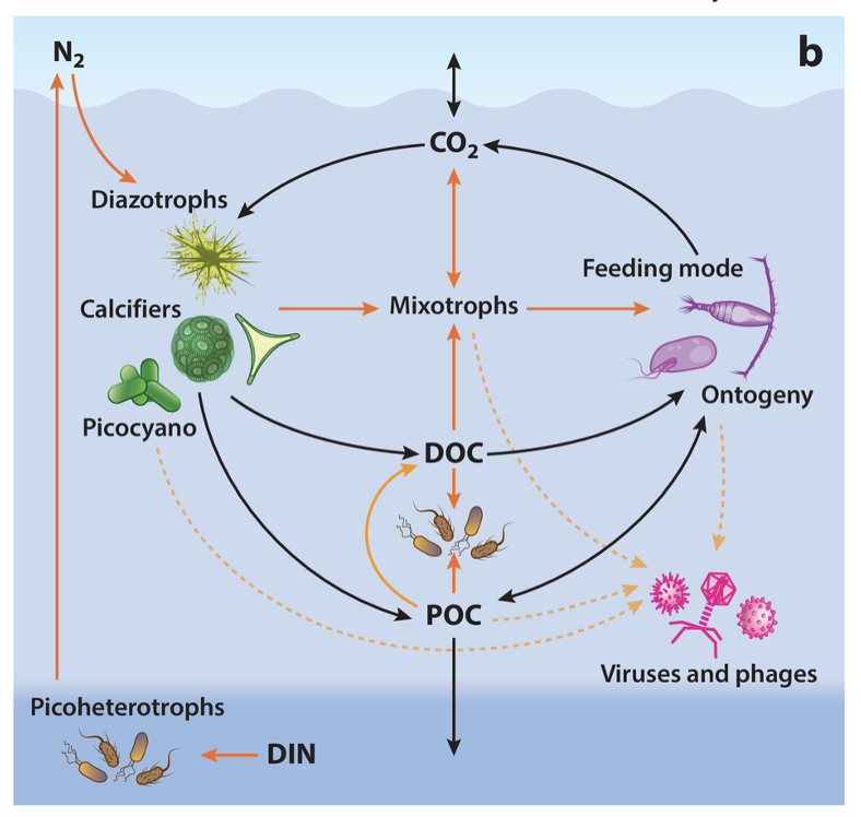 Levine et al., 2025 marine viruses