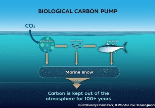 Simplified-carbon-cycle